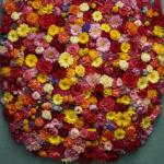 Unlocking Savings with 800 Flowers Promo Codes: A Comprehensive Guide