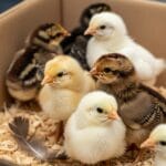 From Fluff to Feathers: The Ultimate Guide to Buying Chicks for Sale